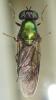 Chloromyia speciosa